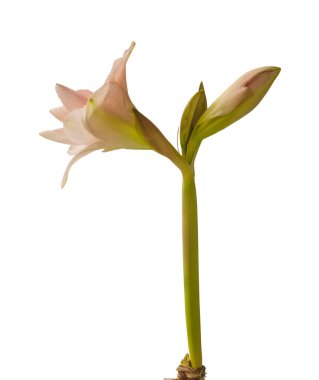 Beyaz arka planda Biooming Hippeastrum (amaryllis) Çift Galaxy Grp 'Pembe Zafer'.