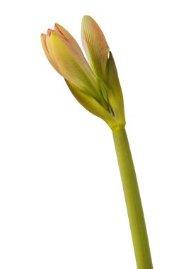 Bud Hippeastrum (amaryllis) Çift Galaxy Grp 'Pembe Zafer' beyaz arka planda izole edilmiş.