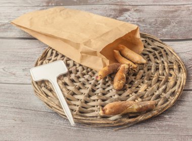 Enlarged bud with sprout and rhizomes of gloriosa in spring. Beginning of the growing season gloriosa lily