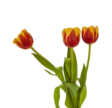 Three red and yellow tulips of the Triumph group on a white background isolated
