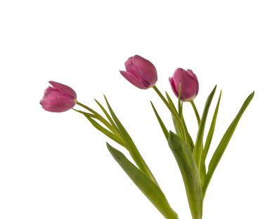 Three lilac tulips of the Triumph group Anjesca on a white background isolated