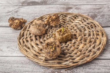 Calla bulbs or Calla tubers or Zantedeschia tubers with sprouting vegetative buds for planting in spring