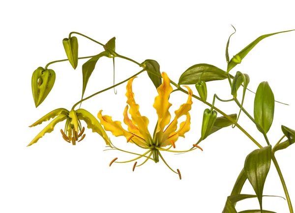 Blooms flower Gloriosa superba 'Rothschildiana', Gloriosa lily on white background isolate. An exotic liana from tropical and southern Asia and Africa, Australia and Oceania.