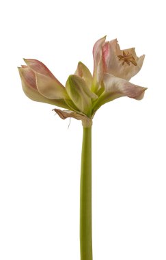 Blooming creamy and red hippeastrum (amaryllis)   