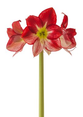 Flowering red and white hippeastrum (amaryllis) Flamenco Queen on a white background isolated