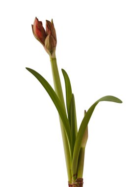 Bud double    hippeastrum (amaryllis) No. 28  on white  background isolated.