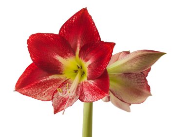 Flowering red and white hippeastrum (amaryllis) Flamenco Queen on a white background isolated