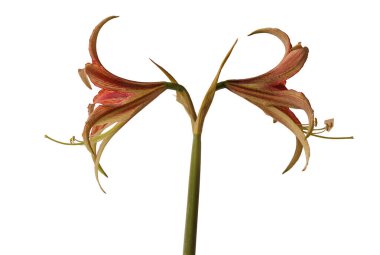 Blooming Hippeastrum (amaryllis) La Paz, Cybister, Spider Group  on white background isolated