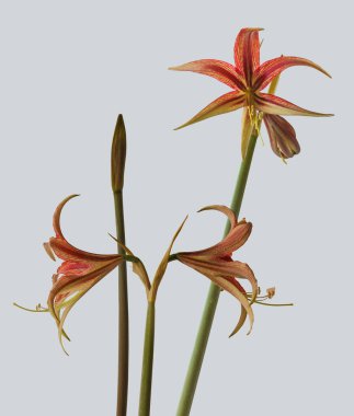 Blooming Hippeastrum (amaryllis) La Paz, Cybister, Spider Group  on gray background isolated