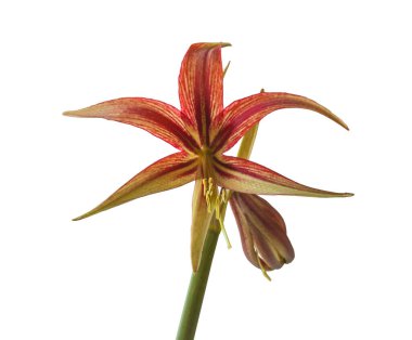 Blooming Hippeastrum (amaryllis) La Paz, Cybister, Spider Group  on white background isolated