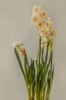 Flowering double white daffodil Bridal Crown   on gray background . 