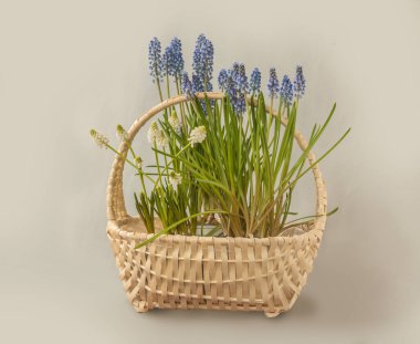 Blooming blue and white muscari flowers in basket on gray background. Muscari or grape hyacinth  on  gray background.