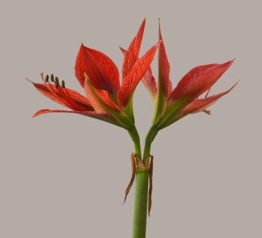 Bloom  Species  hippeastrum (amaryllis) Aulicum or Lily of the Palace  on gray background.