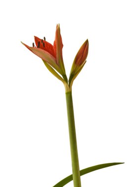 Bud  Species  hippeastrum (amaryllis) Aulicum or Lily of the Palace  on white  background isolated. 