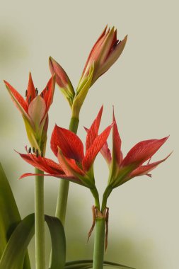Bloom  Species  hippeastrum (amaryllis) Aulicum or Lily of the Palace  on green background.