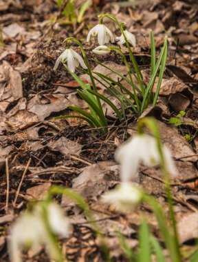 Mart 'ta bir bahçede çift kar damlası (Galanthus nivalis) Flore Pleno çiçekleri.
