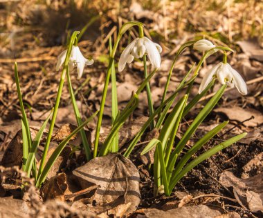 Mart 'ta bir bahçede çift kar damlası (Galanthus nivalis) Flore Pleno çiçekleri.