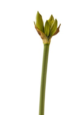 Beyaz arka planda izole edilmiş çeşitli 