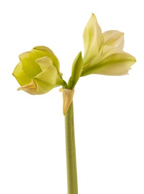 Beyaz bir zemin üzerinde çiçek açan kremalı hippeastrum (amarillis) Galaksi Grubu 