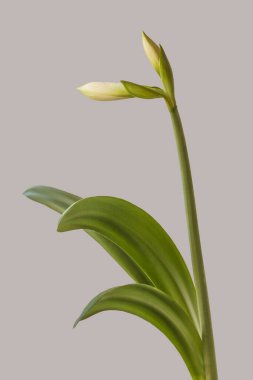 Flowering Amaryllis (Hippeastrum) Galaxy Group 