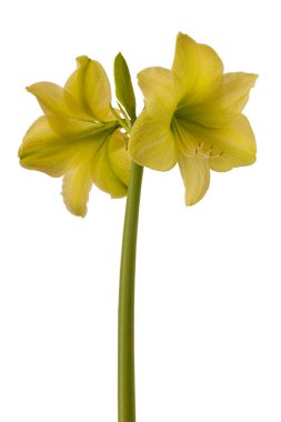 Çiçekli hippeastrum (amarillis) sarı Galaksi Grubu 