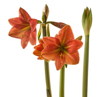 Beyaz arka planda gelişen hipotestrum (amaryllis) Galaksi Grubu 