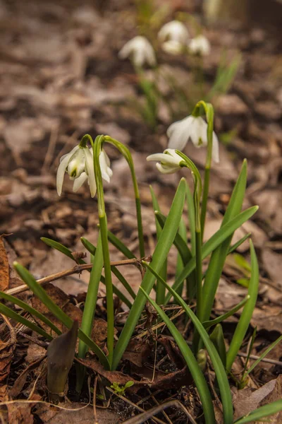 Biooming Doppelschneeglöckchen Galanthus Nivalis Flore Pleno Blüht März Einem Garten — Stockfoto