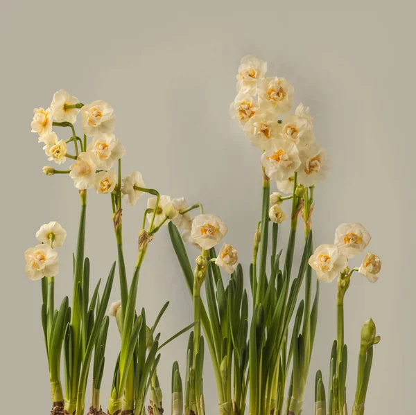 Floraison Narcisse Double Blanc Jonquille Couronne Nuptiale Sur Fond Blanc — Photo