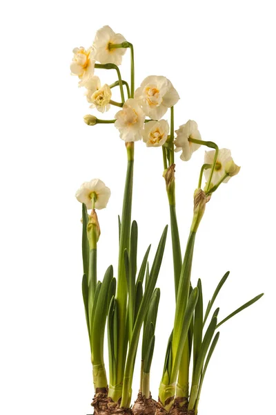 Квітка Подвійний Білий Нарцис Дафродил Корона Нареченої Білому Тлі Ізольовані — стокове фото