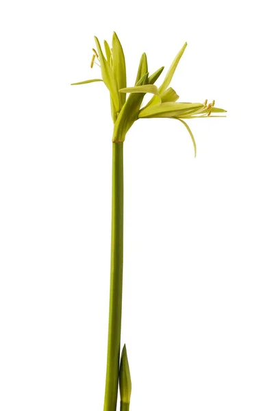 Bloom Hippeastrum Amarillis Verde Spider Group Evergreen Uno Sfondo Bianco — Foto Stock