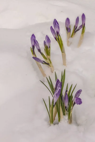 Schöne Frühlingskrokusse Auf Dem Schnee — Stockfoto