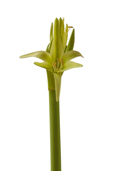 Квітка Hippeastrum Amarillis Зелений Spider Group Evergreen Білому Фоні Ізольовані — стокове фото