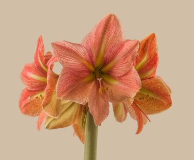 Galaksi Grubu Galaksi Grubu 