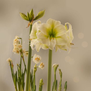 Blooming Hippeastrum (amaryllis) 'Northpole 