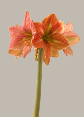 Galaksi Grubu Galaksi Grubu 