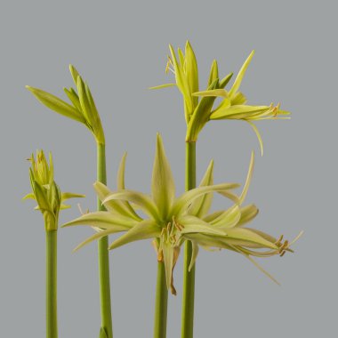 Bloom Hippeastrum (amarillis) yeşil örümcek grubu 