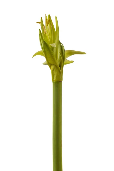 Virág Hippeastrum Amarillis Zöld Pókcsoport Örökzöld Fehér Alapon Elszigetelt — Stock Fotó