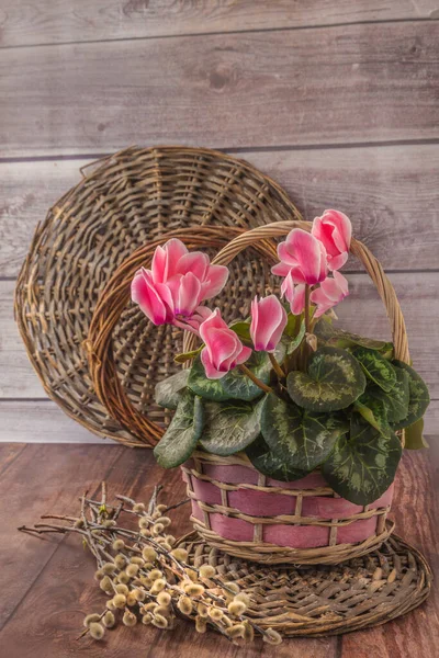 Pink Cyclamen Basket Bouquet Willow Wooden Background — Stock Photo, Image