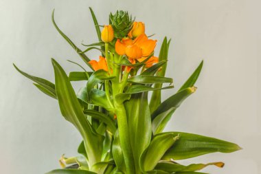 Çiçek açan turuncu Ornithogalum Dubium ya da gri arka planda Beytüllahim Yıldızı.