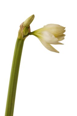 Beyaz arka planda tomurcukları ve çiçek açan beyaz çift hipofiz (amaryllis) 