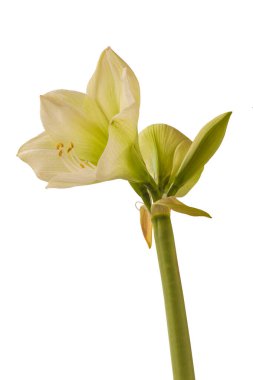 Beyaz bir zemin üzerinde çiçek açan kremalı hippeastrum (amarillis) Galaksi Grubu 