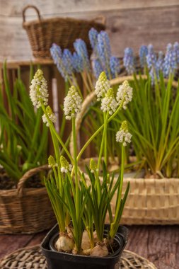 Blooming blue and white muscari flowers  on  wooden  background. Muscari or grape hyacinth  on pot and basket.