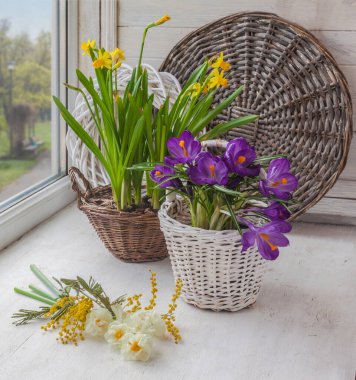 Pencerede çiçek açan bahar soğanı. Krokoz çiçekleri, saksılarda tatil için nergis..