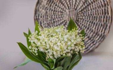 Vadinin çiçekli zambakları (Convallaria majalis) gri arka planda. Fransa 'da 1 Mayıs' ın sembolü 