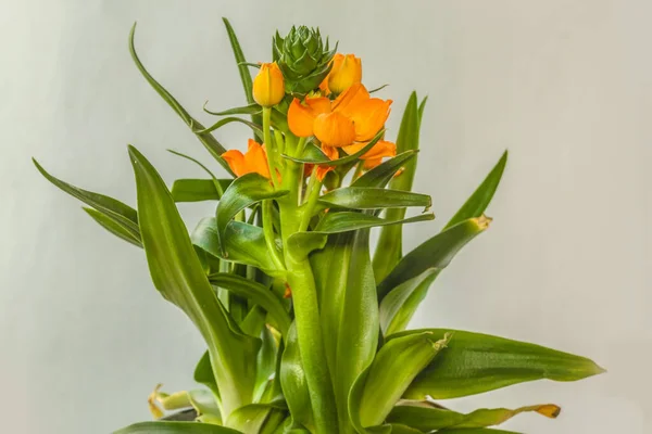 Virágzó Narancs Ornithogalum Dubium Vagy Star Bethlehem Szürke Alapon — Stock Fotó