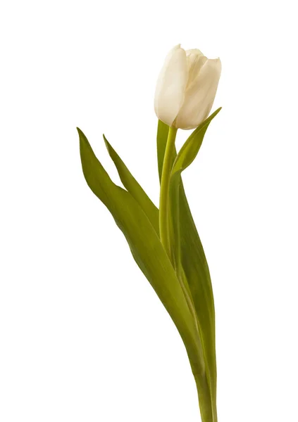 Kwitnący Biały Tulipan Białym Tle Izolowane — Zdjęcie stockowe