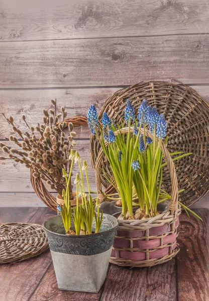 Tender Blue White Flowering Muscari Baskets Bouquet Willow Branches Wooden — Stock Photo, Image