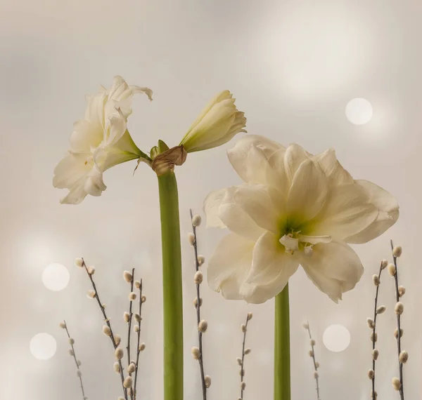 Цветение Белого Двойного Гиппеаструма Амариса Маркиз Веток Ивы Светлом Фоне — стоковое фото
