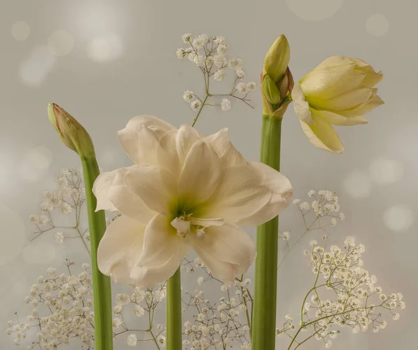 白い二重のカバストラム アマリリス を咲かせ 灰色の背景に二重のジプシーの花を咲かせます バナー カレンダー はがきの背景 — ストック写真