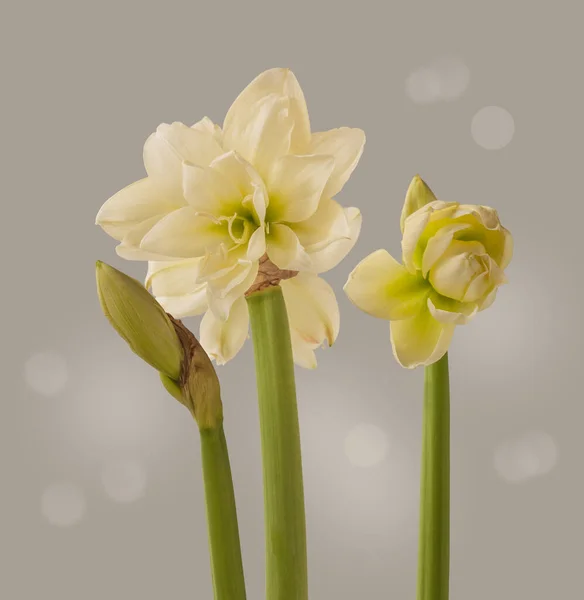Tres Pedúnculos Con Capullos Flores Florecientes Doble Hippeastrum Blanco Amarilis —  Fotos de Stock